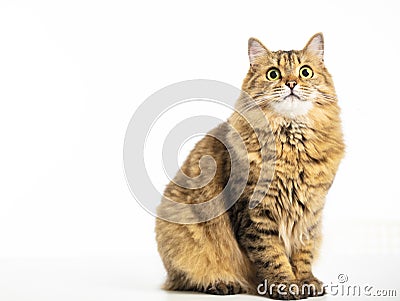 Beautiful Siberian cat looking up isolated on Stock Photo