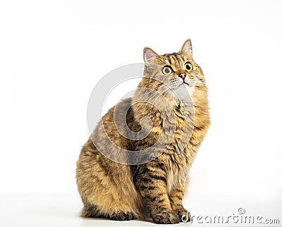 Beautiful Siberian cat looking up isolated on Stock Photo