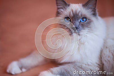 Beautiful siberian cat with blue eyes on the trendy living coral backround Stock Photo