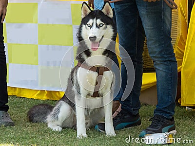 Beautiful Siberian Husky Dog Editorial Stock Photo