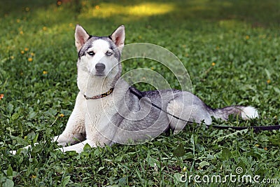 Beautiful siberian husky dog laying at the grass Stock Photo