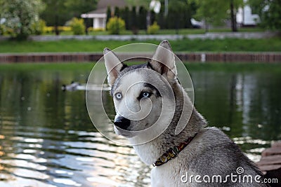 Beautiful siberian husky dog at the pond Stock Photo