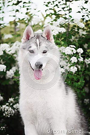 Beautiful Siberian Husky dog portrait Stock Photo