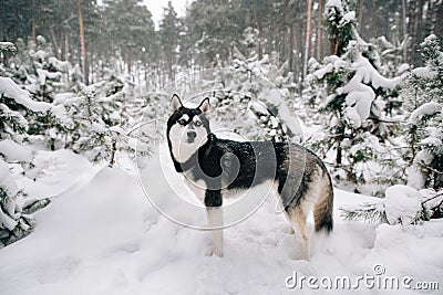 Siberian Husky dog walking in snowy winter pine forest Stock Photo