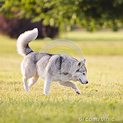 Beautiful siberian husky dog Stock Photo