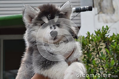 Beautiful Siberian Husky puppy dog Stock Photo