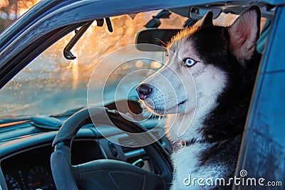 Beautiful Siberian husky sitting in car and looks outside. Noble dog with blue eyes sitting in the driver`s seat of the car. Stock Photo