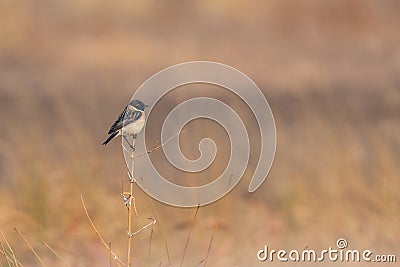 Beautiful Siberian stonechat perched on twig against natural background Stock Photo