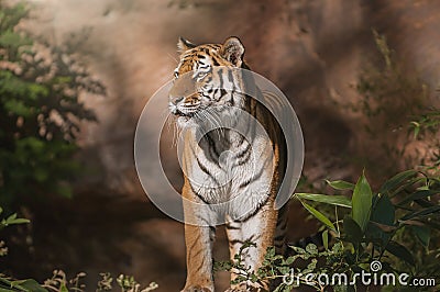Beautiful Siberian tiger looking for prey Stock Photo