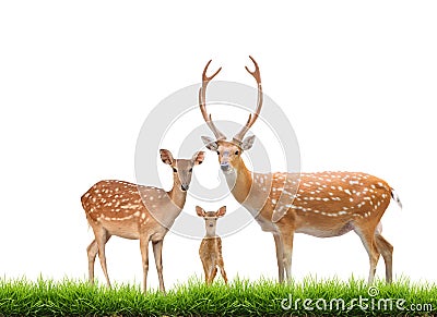 Beautiful sika deer Stock Photo