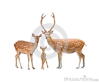 Beautiful sika deer Stock Photo