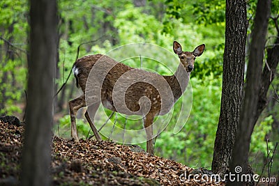 Beautiful sika deer in the summer forest Stock Photo