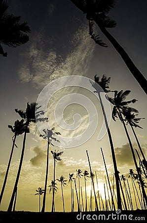 Beautiful silhouette image sunrise at the village Stock Photo