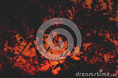 Silhouette leaves in sunset background Stock Photo