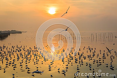 Beautiful silhouette seagulls flying with sunrise background Stock Photo