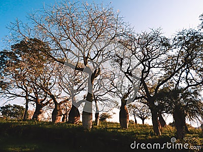 Beautiful silk floss trees at Juan Domingo Peron Park Paso de los libres, Argentina Stock Photo