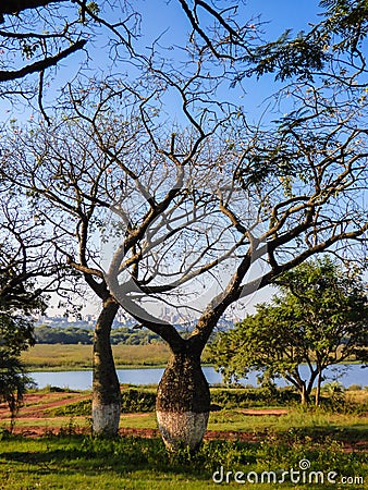 Beautiful silk floss trees at Juan Domingo Peron Park, Uruguay river in the background Paso de los libres, Argentina Stock Photo