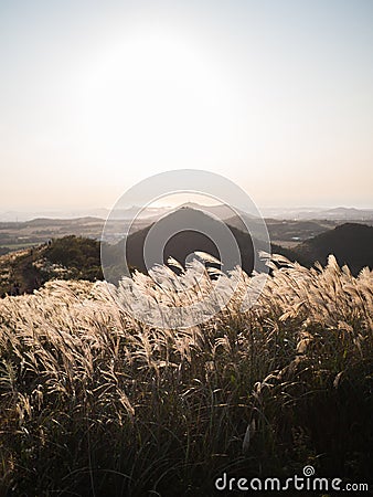 Beautiful Silver Grass or miscanthus sinensis of a Jeju island at Korea autumn Stock Photo