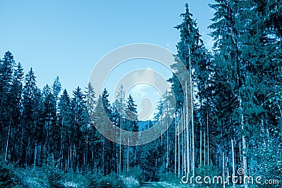 Beautiful silver landscape and forest in the pure nature Stock Photo