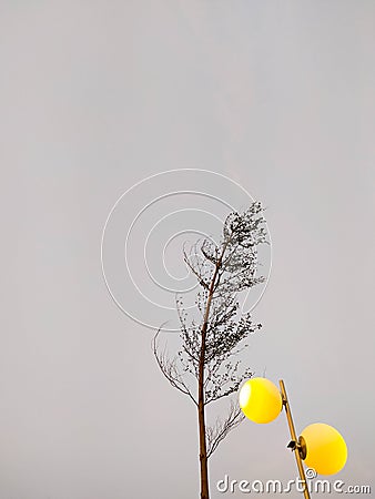 Beautiful simple minimalist photo of a tree and street light Stock Photo