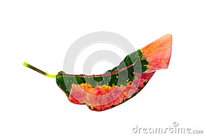 Single colorful leaf of Garden croton Codiaeum variegatum isolated on white background. Stock Photo