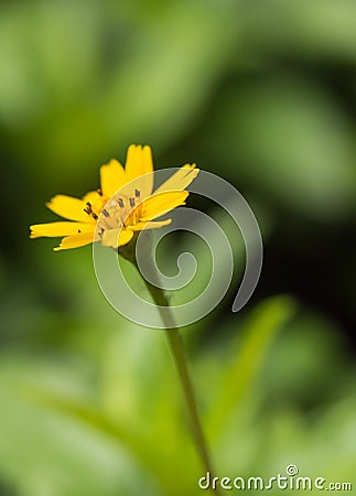 Beautiful single flower of Little Yellow Star (Melampodium divaricatum) in Tropical Forest Stock Photo