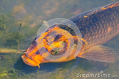 Beautiful single mixed Orange-black color fancy carp fish in shallow water pond. Stock Photo