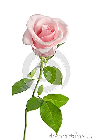 Beautiful single pink rose Stock Photo