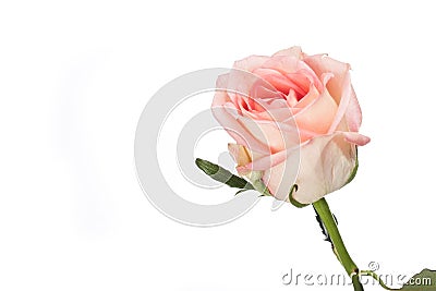 Beautiful single pink rose Stock Photo