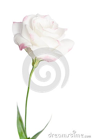 Beautiful single pink rose eustoma Stock Photo