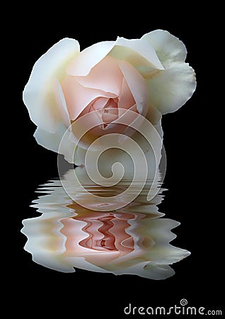 Beautiful single pink rose reflected in dark water on a black background Stock Photo
