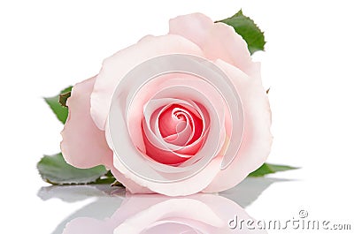 Beautiful single pink rose on a white background Stock Photo