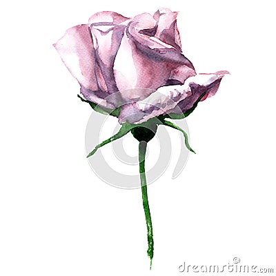 Beautiful single pink watercolor rose isolated on Stock Photo