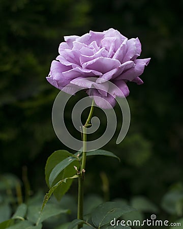 Beautiful single purple rose on dark green natural background Stock Photo