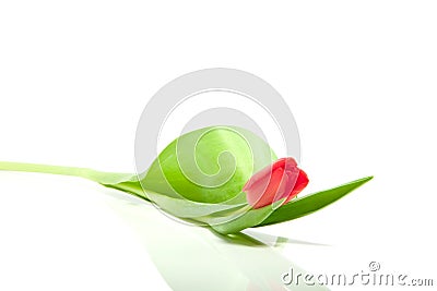 Beautiful single red tulip Stock Photo