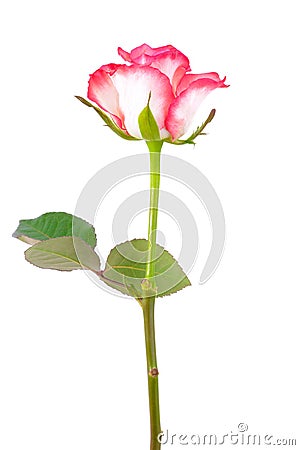 Beautiful single white-pink rose Stock Photo