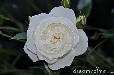 Beautiful single white rose Stock Photo