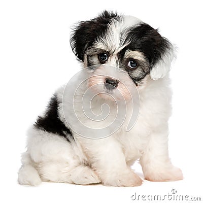A beautiful sitting white spotted havanese puppy dog Stock Photo