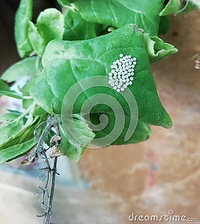 Beautiful six spots burnet moth cocoons in holy basil leaf Stock Photo