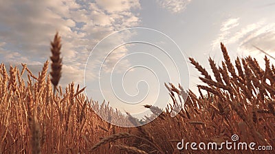 Beautiful sky with clouds in countryside over field of wheat. mature cereal harvest against sky. ears of wheat shakes Stock Photo