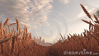 Beautiful sky with clouds in countryside over field of wheat. mature cereal harvest against sky. ears of wheat shakes Stock Photo