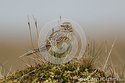 A beautiful Skylark, Alauda arvensis, perched on top of a mossy mound in the moors of Durham, UK. Stock Photo