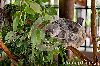 Beautiful sleepy Koala hanging from a tree branch in Northern Australia. Docile yet beautiful. Stock Photo