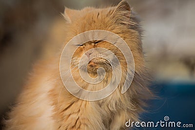 Beautiful sleepy Persian cat closeup Stock Photo