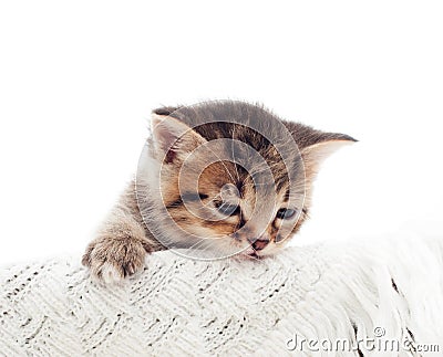 Beautiful sleepy tabby kitten Stock Photo