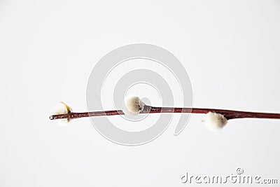Beautiful delicate bazi branch in the spring before Easter Stock Photo
