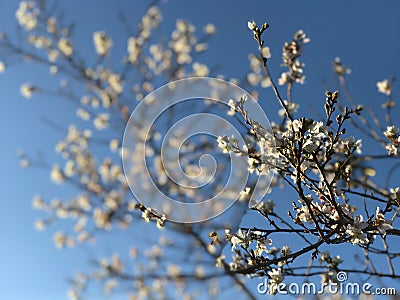 Small flower and blue sky. Stock Photo