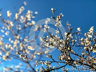 Small flower and blue sky. Stock Photo