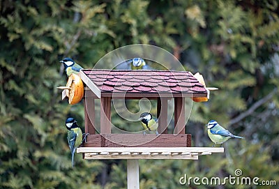 Beautiful small bird great tit on bird feeder Stock Photo