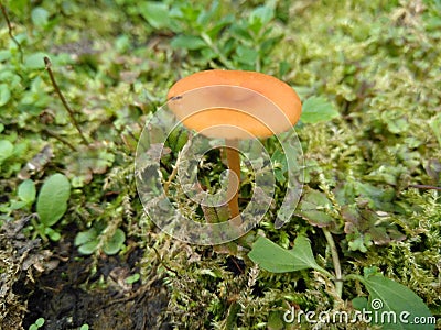 Little golden mushroom2 Stock Photo